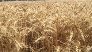 Grains Australia to step up as WA govt to end fund arrangement with AEGIC