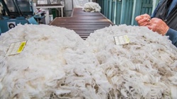 Bright lights in a tough market: the wools that stand out right now