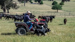Quad bike deaths are dropping on farms, but experts call for more action