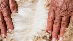 Fight to keep Australia 'top of the tree' as market demands accredited wool