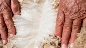 Fight to keep Australia 'top of the tree' as market demands accredited wool