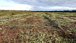 Competitive price for cleared blue gum plantation may attract graziers