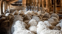 Accreditation and beyond: the kind of wool that European retailers want
