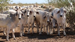 Productive Brookdale sold with 2754 cattle, plant and equipment | Video