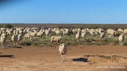 Magenta Aggregation a grazing, breeding opportunity in the far south west