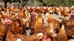Voluntary community consultation starts for major Victorian egg project