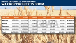 13pc yield gain in a month as WA data highlights massive crop improvement