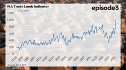 Beyond live export: are new global markets emerging for WA sheep producers?