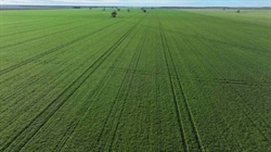 Highly productive Homedale developed for efficient cultivation | Photos