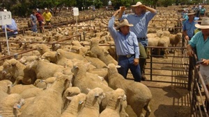Livestock sector punches above its shrinking weight; new ag output value record