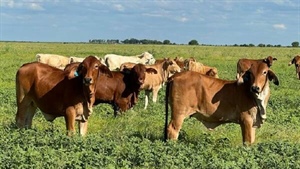 Helen Downs with high-quality freehold grazing, agricultural land | Video