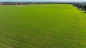 Carinya comprises 2519 acres of productive cropping and grazing country