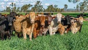 Stand-out inner Darling Downs property Stillwater on the market | Video