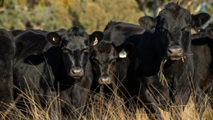 Gently undulating New England grazing country with upside | Video