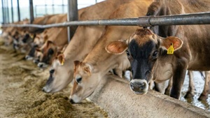 Australian Dairy Farmers questions will the EU-FTA bring a fair future for dairy?