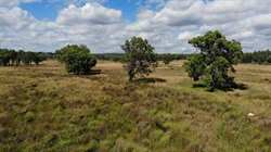 Versatile grazing property Retford Springs heads to auction on October 1