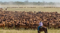 Staff shortages and foreign owner taxes crueling ag investment mood in Qld