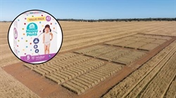 Khapra beetle found in nappies, biosecurity battle to keep exotic pest out