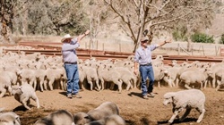 Prepare for dizzy heights: lamb hits lull before climb to $13.50 in 2026