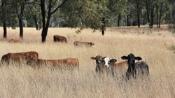 The true amount of grazing land under forest and emissions from raising beef