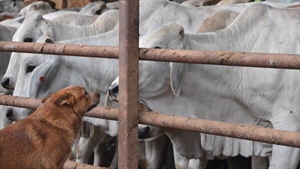 Live-ex ban by stealth: regulatory costs through the roof, producer fallout