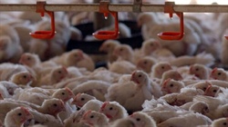 Restructuring the roost: Rumours abound as Ingham's goes on cost-cutting drive