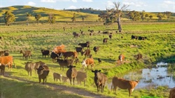 Very well-watered grazing country with scale and opportunity | Video