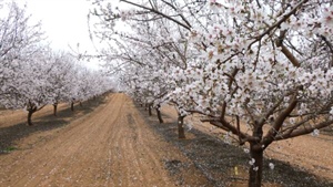 Bee shortage stings yields but almond player cracks a 3000pc profit leap