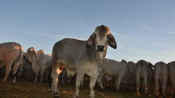 'Half our kids have never seen a live calf': why live-ex is so underrated