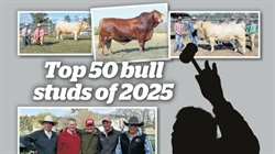 Revealed: the bull studs that made the Australian top 50 in the 2025 season