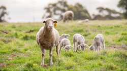 The three developments which sheep producers need to keep an eye on in 2026