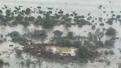 Qld floods whack AACo again but expectations bullish for beef pasture market