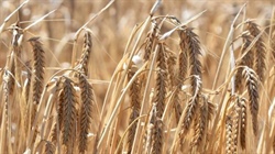 Late national harvest boost as southern yields up to 30pc up on expectation