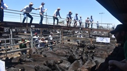 The big threat from China beef tariffs on the minds of southern weaner buyers
