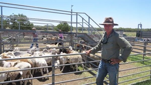 Fattening 2000 lambs a year: the $500k bet one trader put on infrastructure