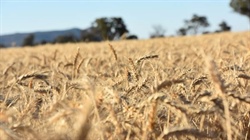 Global grain prices spike, but soaring Aussie dollar blunts local gains