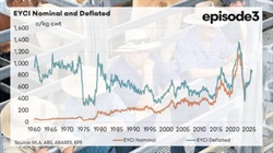 Real picture of today's cattle market in bullocks-to-buy-a-LandCruiser terms