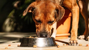 Scraps to supplements: how ag is capitalising on a surging pet economy