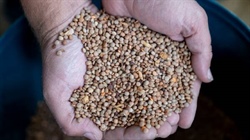 Aussie croppers have reason to love lentils, but the gold rush has a limit