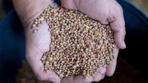 Aussie croppers have reason to love lentils, but the gold rush has a limit