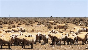 Another giant Nullarbor sheep station for sale, after neighbours were sold