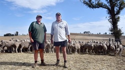 'A great time to be in Merino sheep': confidence grows for a market kick