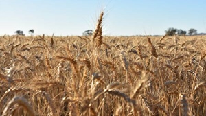 Drought year rainfall but bumper season yields: the curious case of 2025