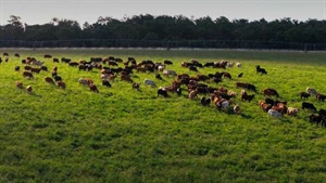 Significant cattle properties Strathmore, Passchendaele on market | Videos