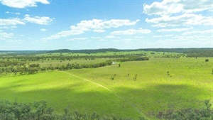Stand-out cattle breeding and fattening operation with quality buffel grass