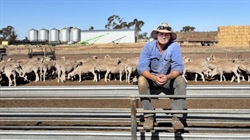 'An ace up the sleeve': how one producer is maximising lambing in the dry
