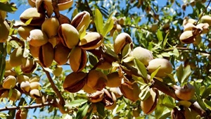 Millions of dollars pruned from Sunraysia almond orchards which failed to sell