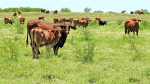 Queensland enjoys farmland price gains as southern states struggle