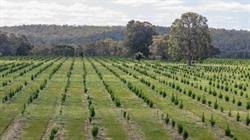 Carbon farming may remove three Tasmanias of ag land by 2050, estimates told