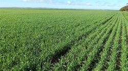 Triple play on EP as 2500ha of cropping land changes hands on three farms